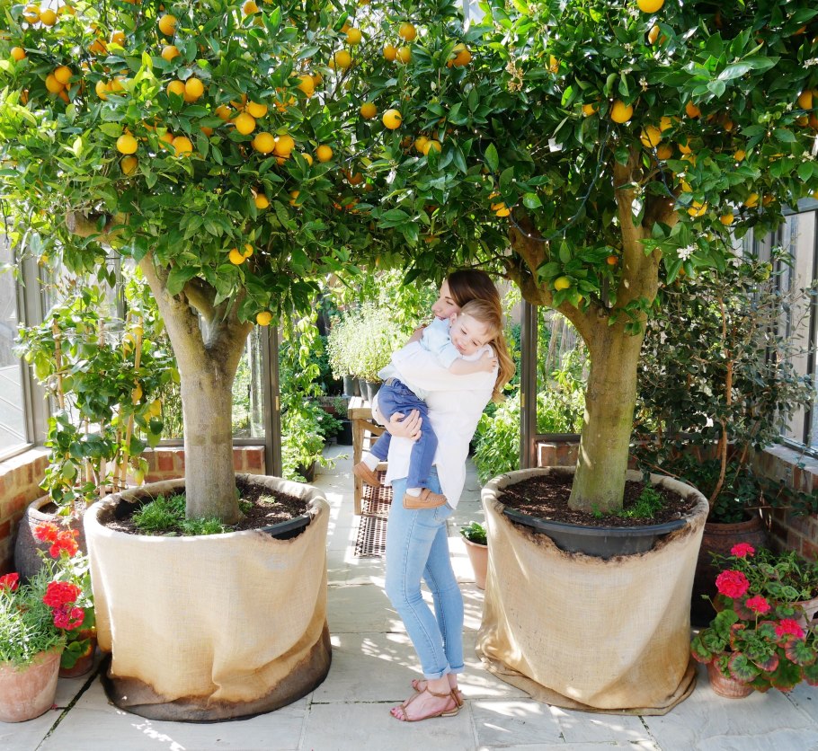 Гранат Никитский дерево