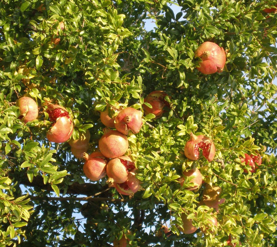 Гранатовые плантации