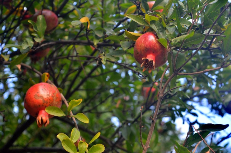 Гранатовые деревья в Израиле