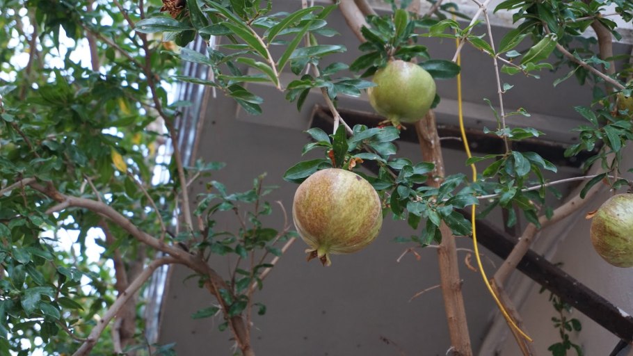 Фруктовый сад