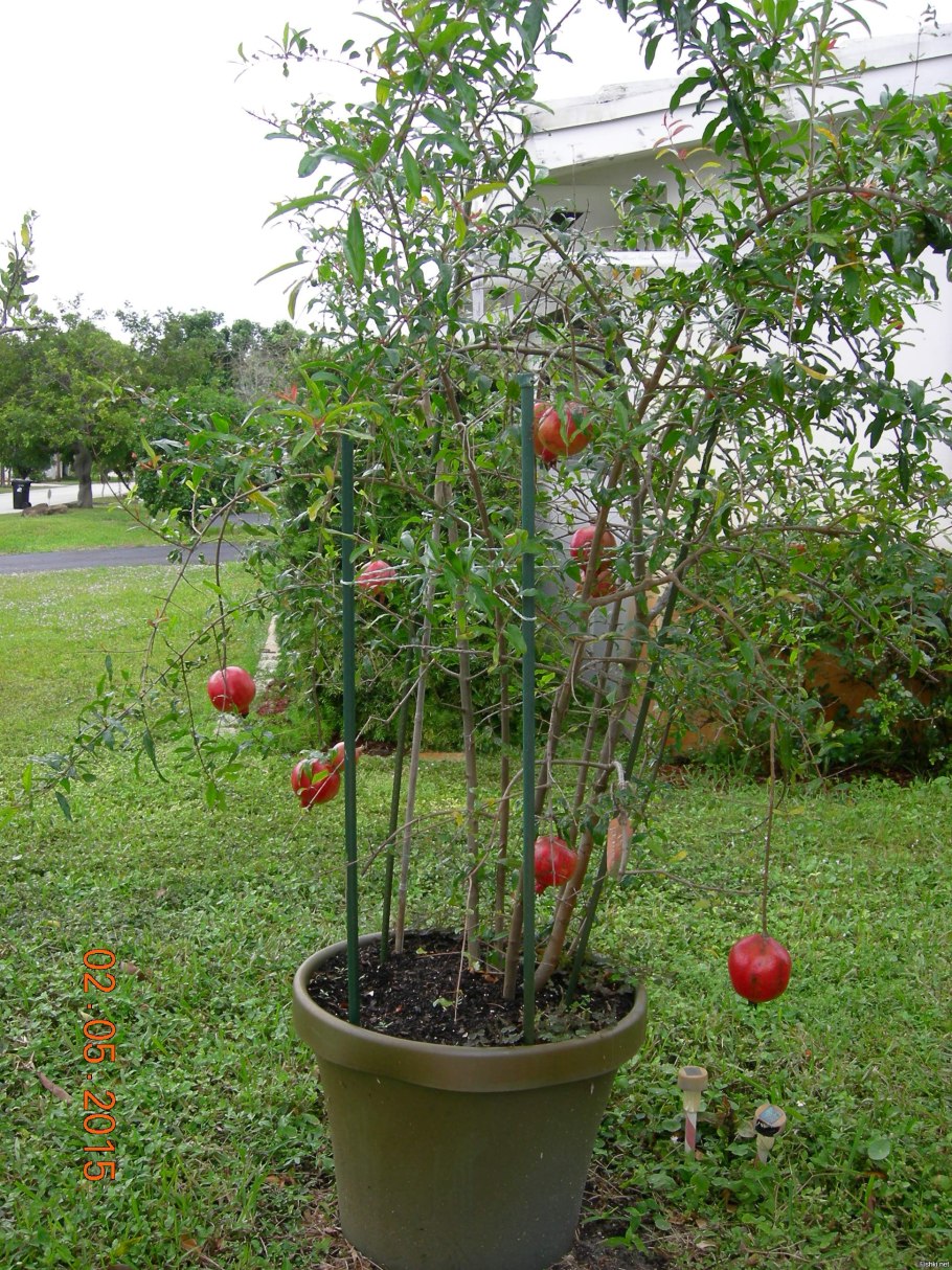 Гранатовое дерево Шекинский дворец