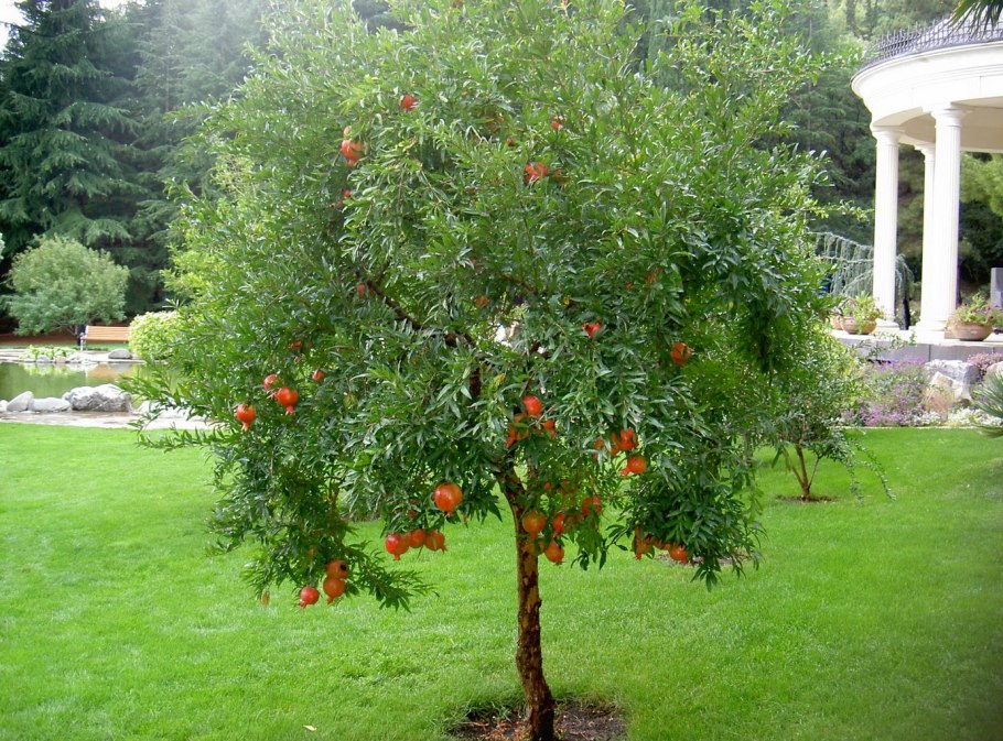 Лимонное дерево садовое