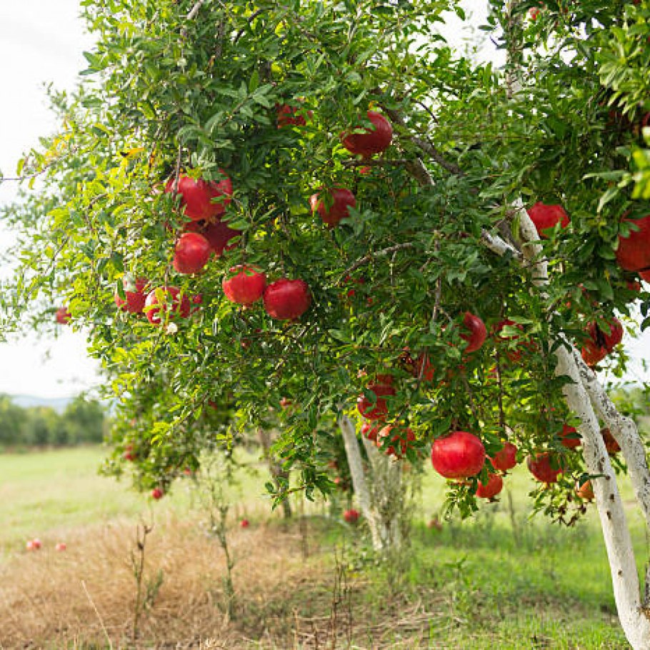 Гранат дерево