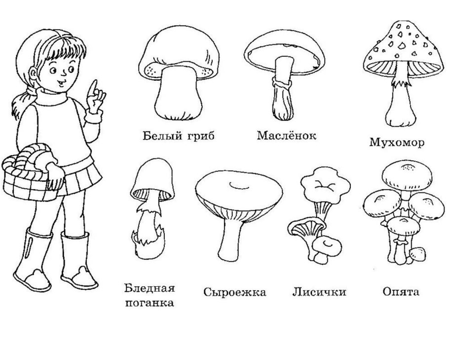 Атлас определитель растения ягод
