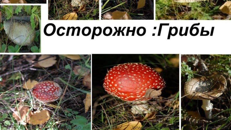 Слайд ягоды в лесу