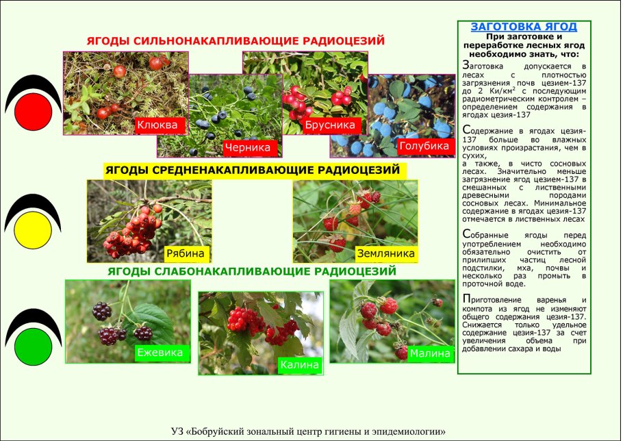 Ядовитые грибы и ягоды