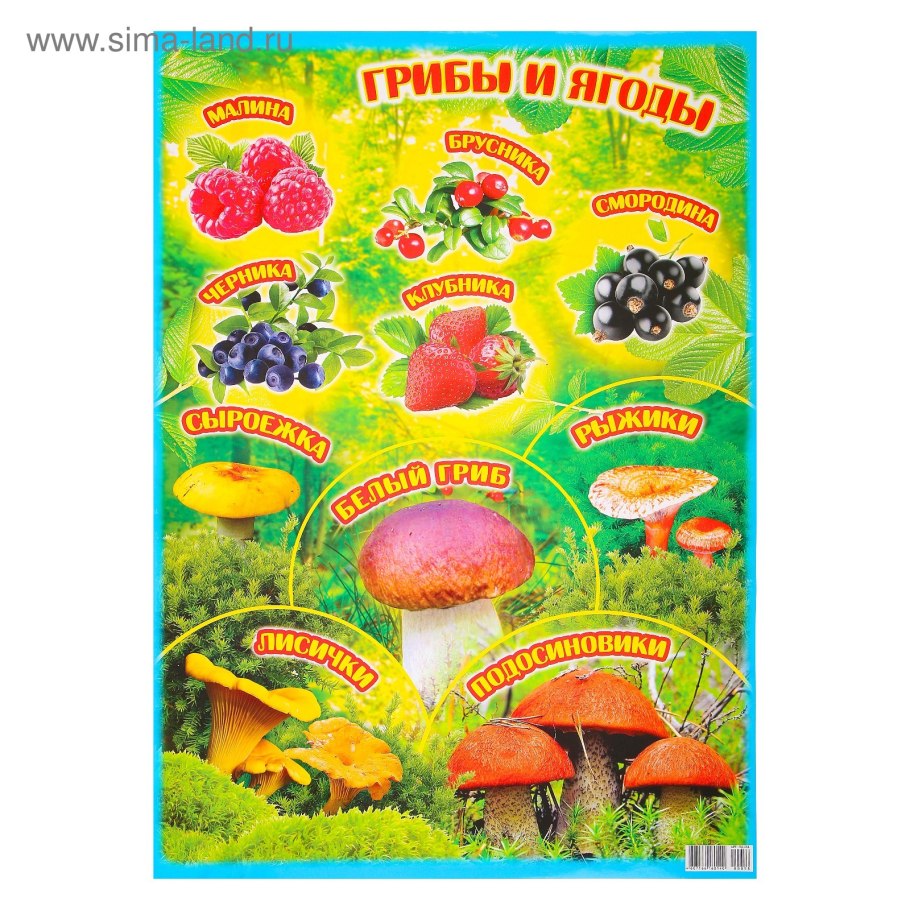 Съедобных и несъедобных растений, грибов, ягод