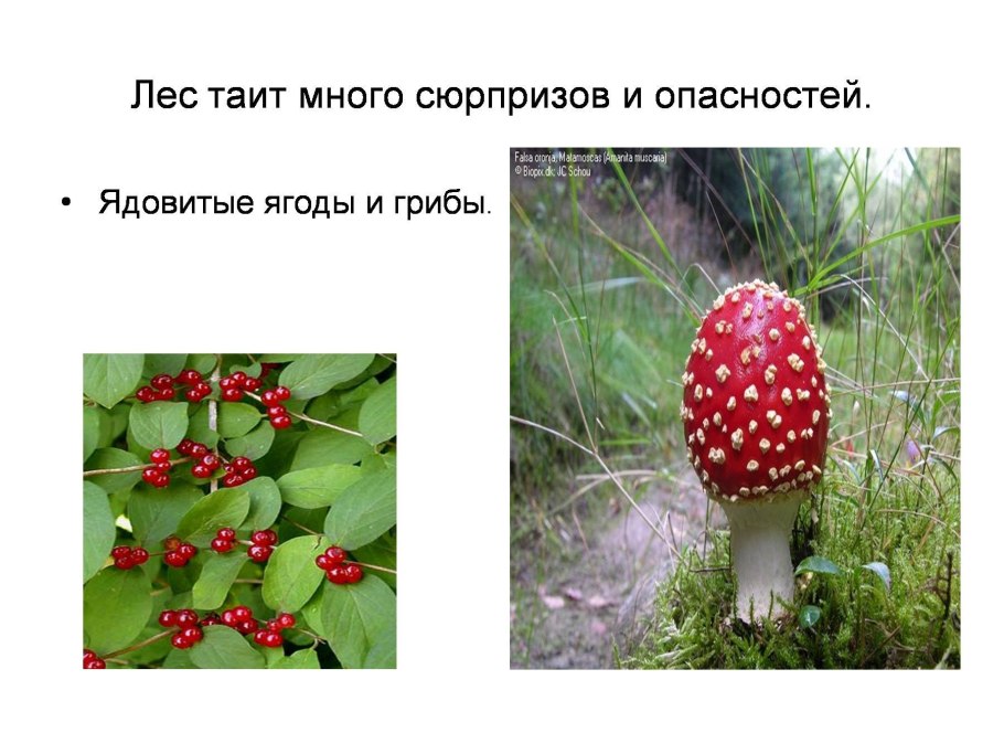 Съедобные и несъедобные растения