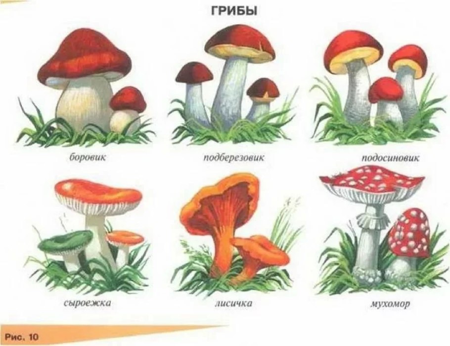 Карточки грибы съедобные и несъедобные