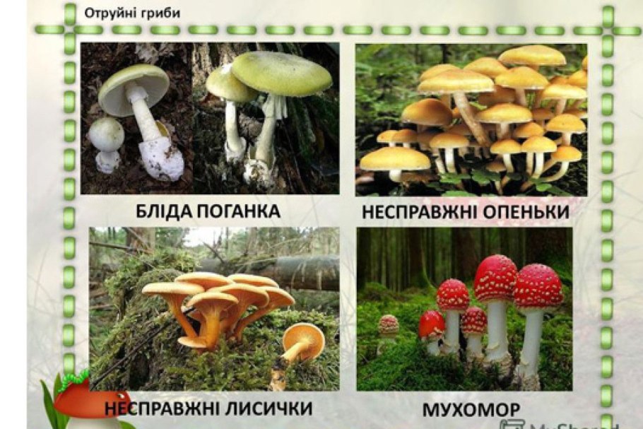 Лесная ягода Якутии