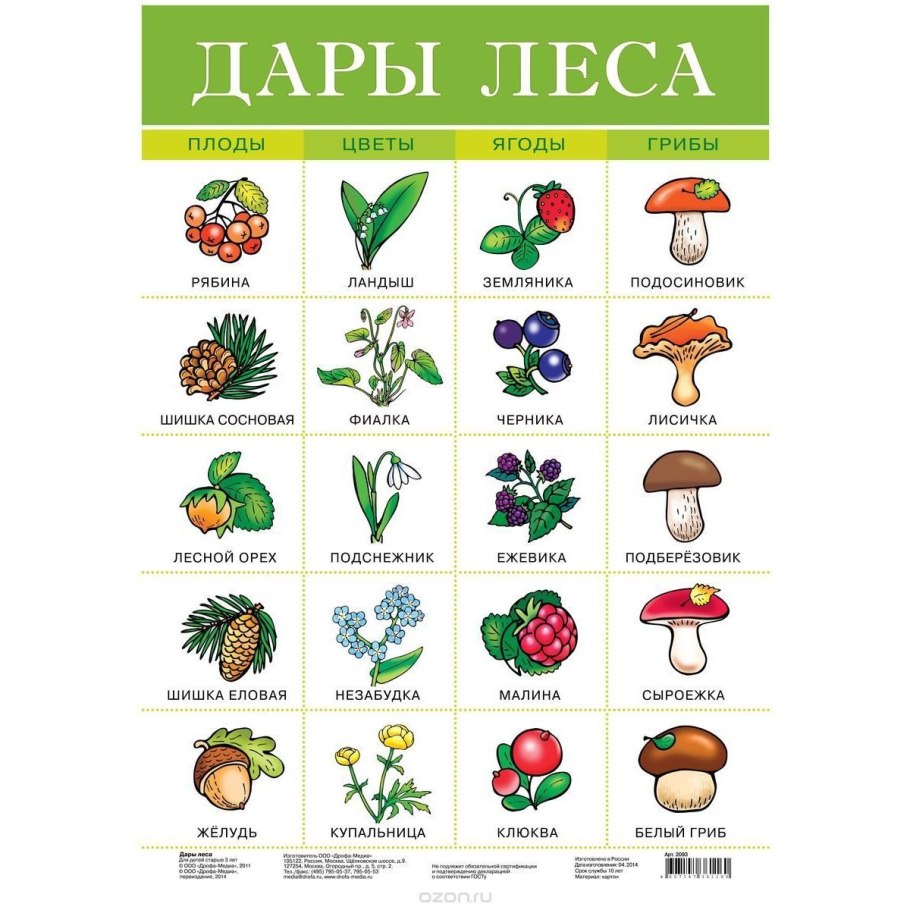 Лексическая тема грибы Нищева