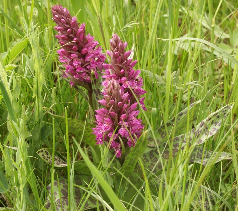 Пальчатокоренник Майский (Dactylorhiza Majalis)