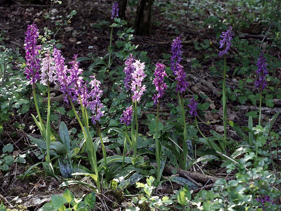 Ятрышник шлемоносный (Orchis militaris),
