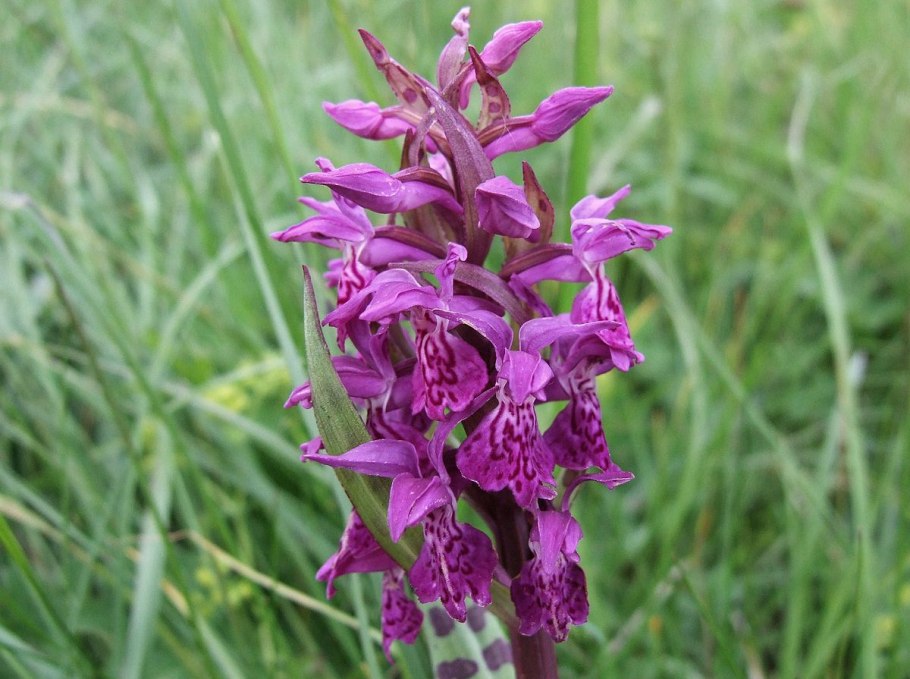 Ятрышник шлемоносный (Orchis militaris),