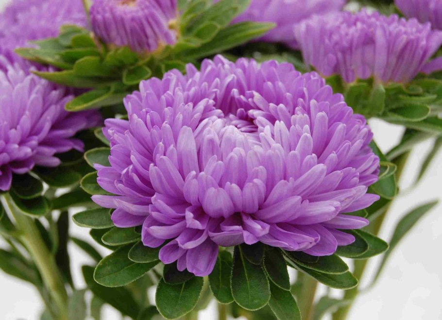 Астра китайская Хризантелла