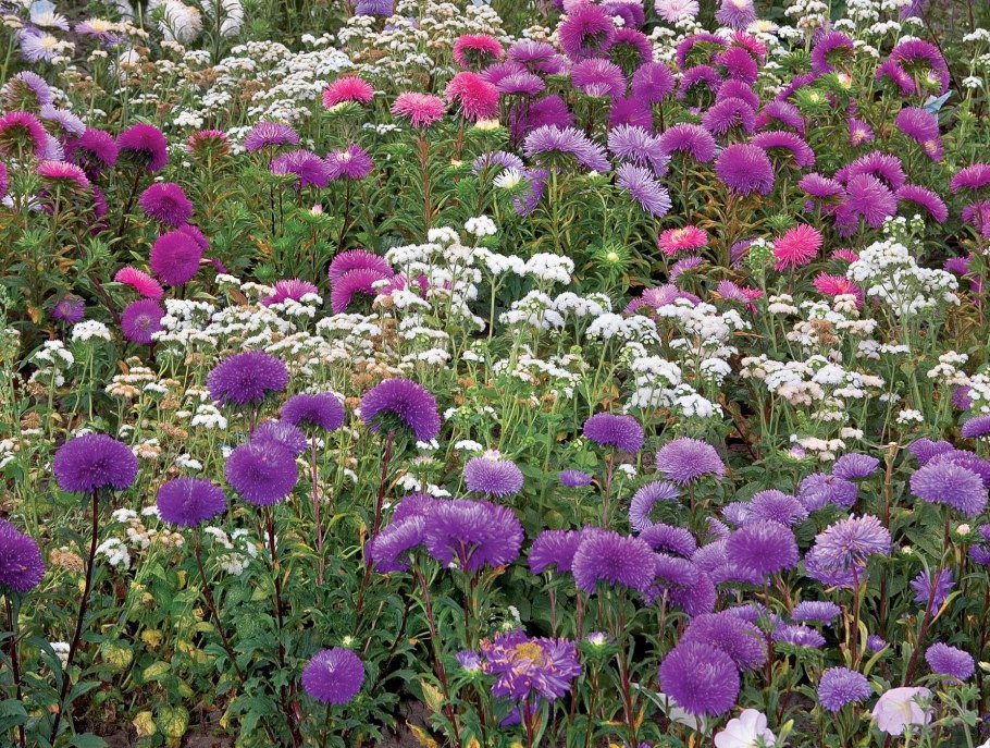 Астра Хризантелла