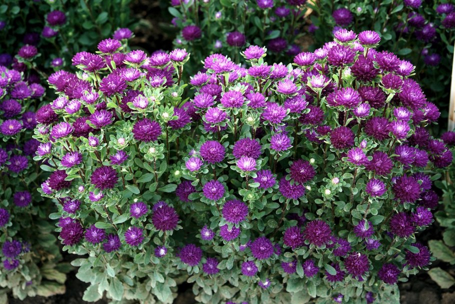 Астра китайская бамбина