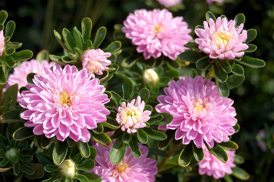 Астра китайская Хризантелла