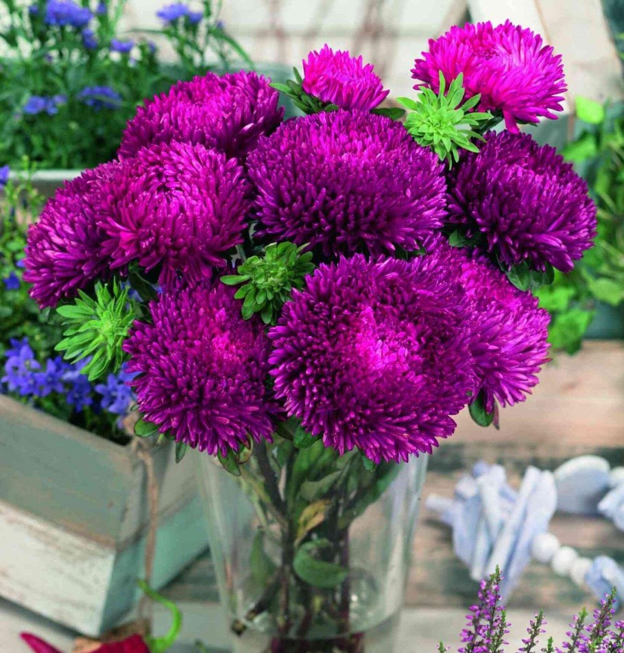 Астра китайская Хризантелла цветок лотоса