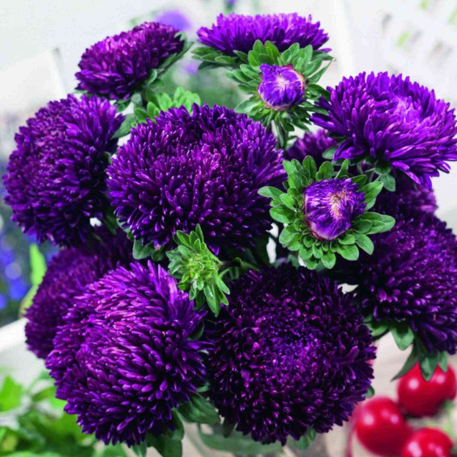 Астра каллистефус китайский