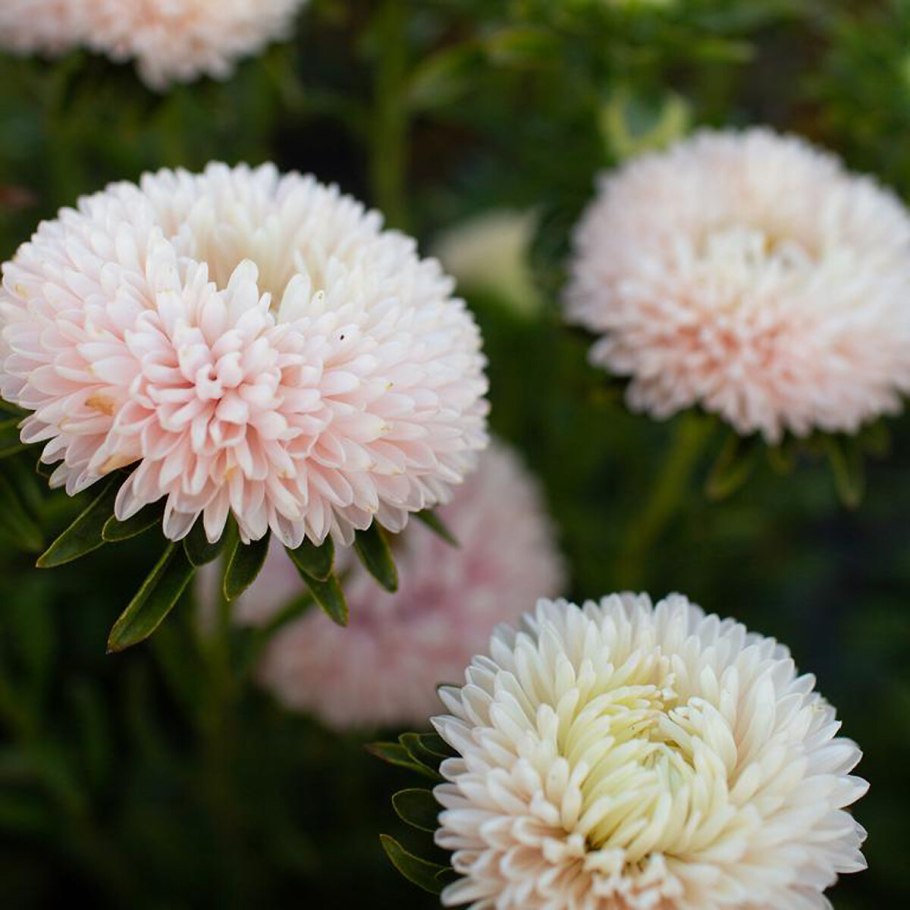 Астра каллистефус китайский