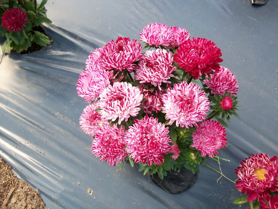 Астра низкорослая бордюрная