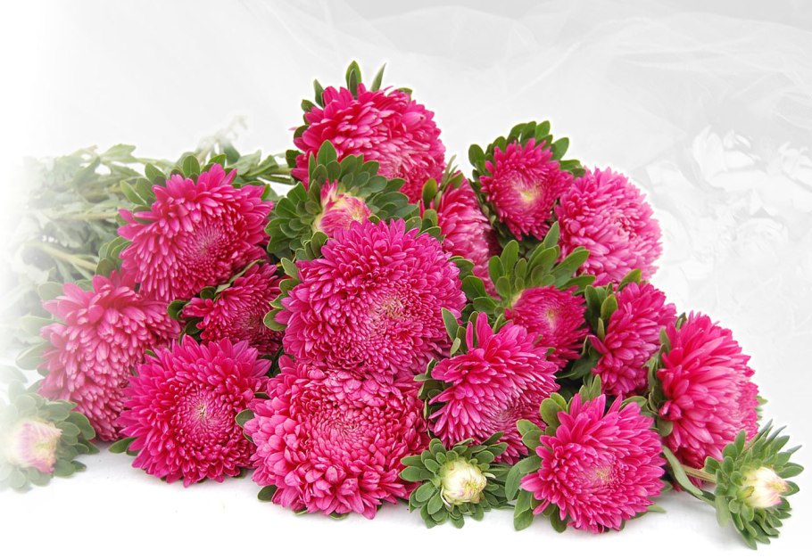 Астра Хризантелла