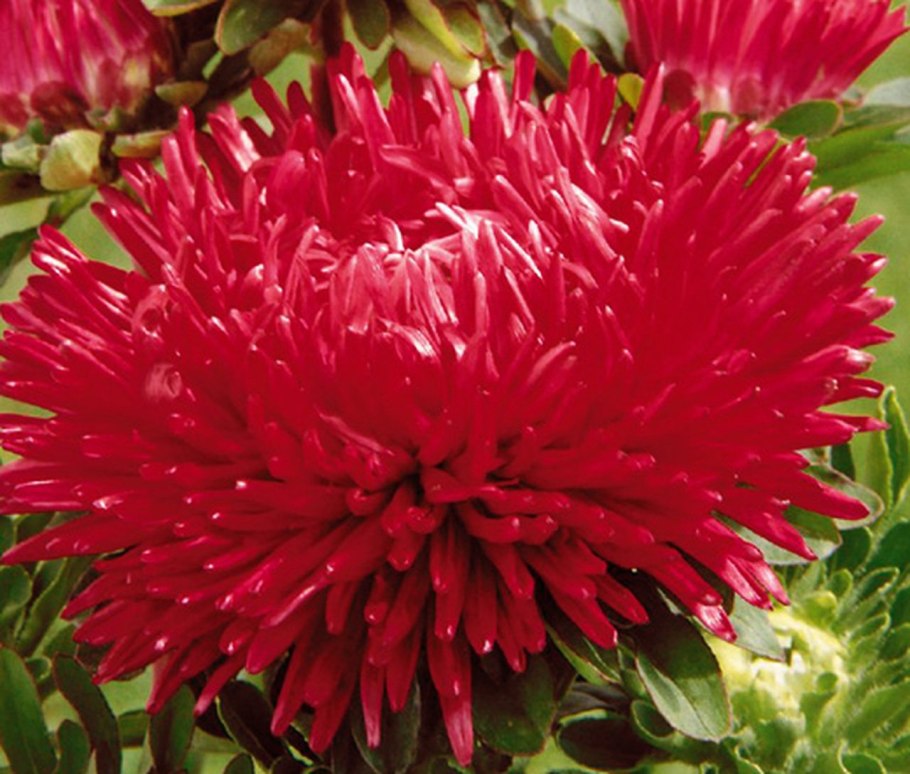 Каллистефус китайский Астра однолетняя