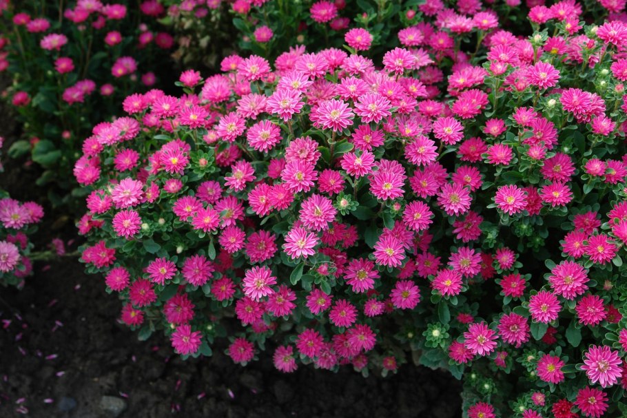 Астра китайская бамбина