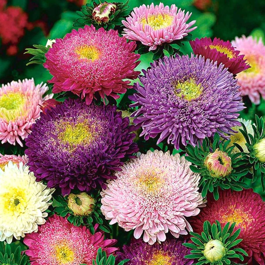 Астра шаровидная многолетняя