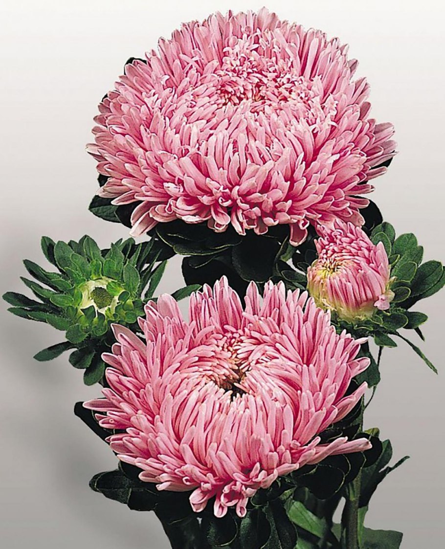 Моноклумба астры