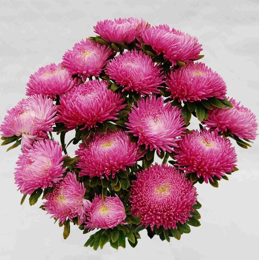 Астры горизонтальные яркие