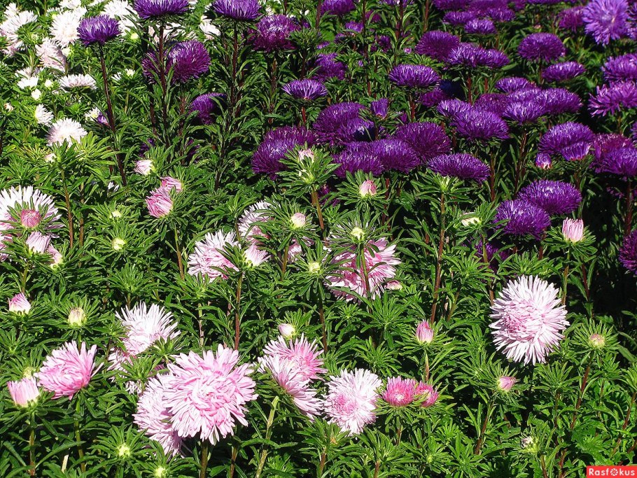 Астра китайская микс