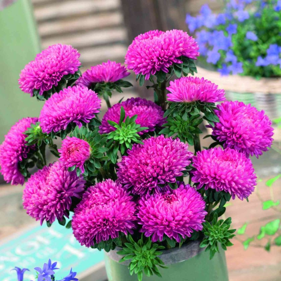 Астра Хризантелла Биотехника