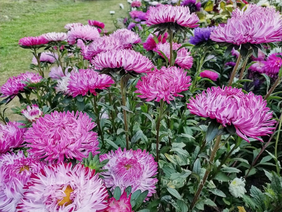 Астра китайская Хризантелла