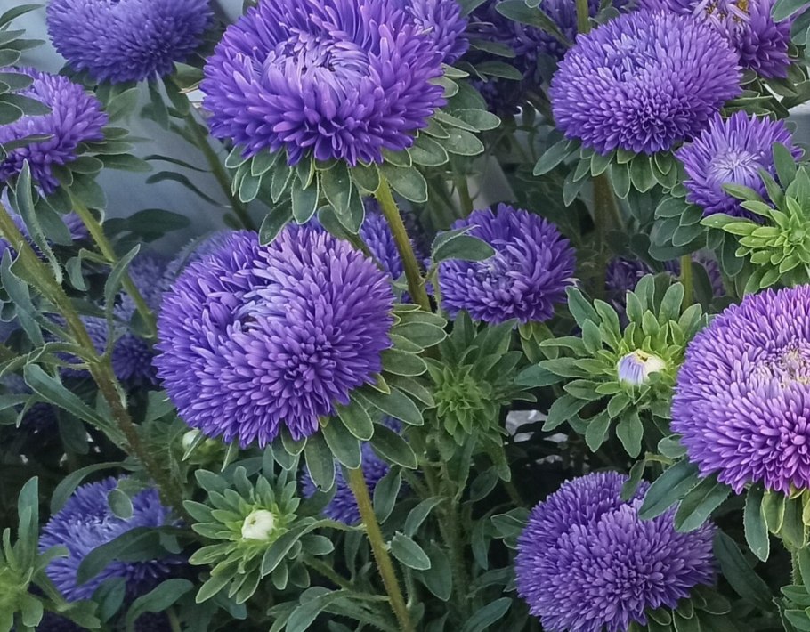 Астра китайская (Callistephus chinensis)