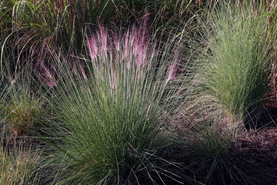 Щучка дернистая Deschampsia cespitosa