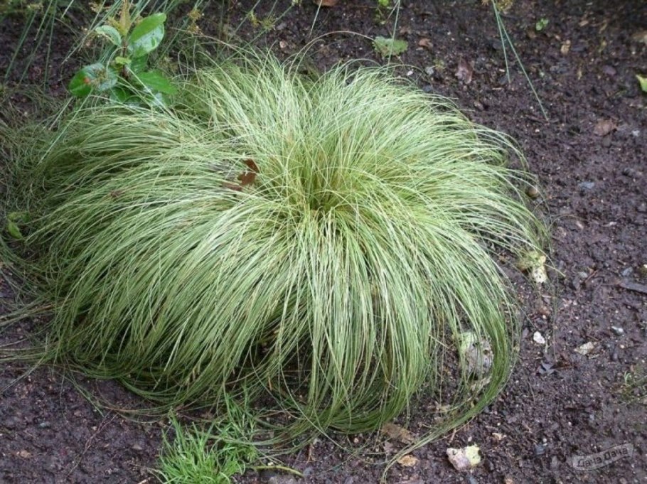 Овсяница сизая (Festuca glauca)