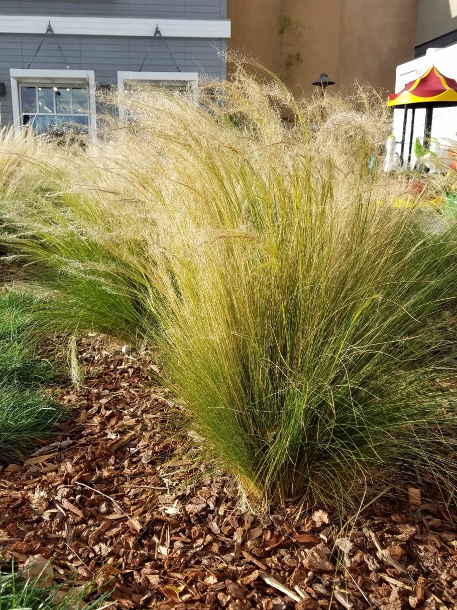 Ковыль вейниковый