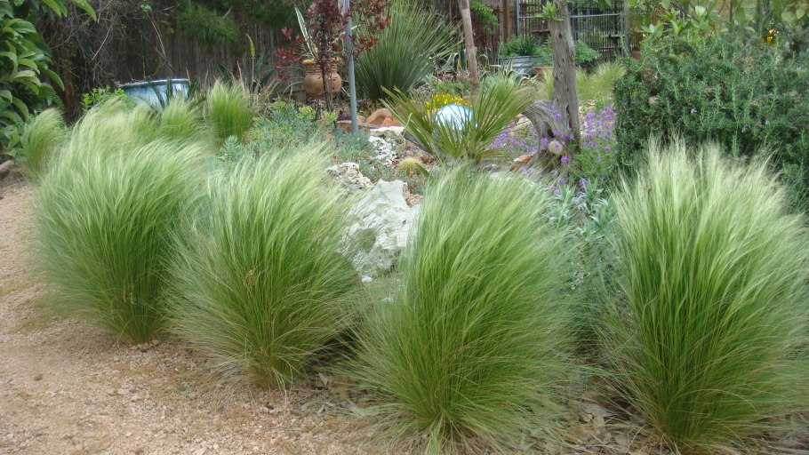 Lasiagrostis splendens