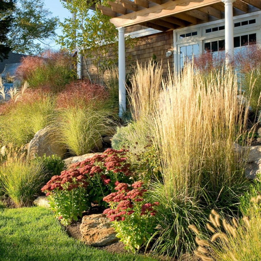 Ковыль тончайший (Stipa tenuissima)