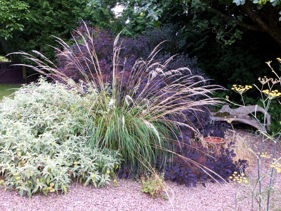 Молиния тростниковая Карл Форстер