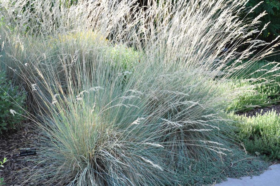 Овсяница Гаутера