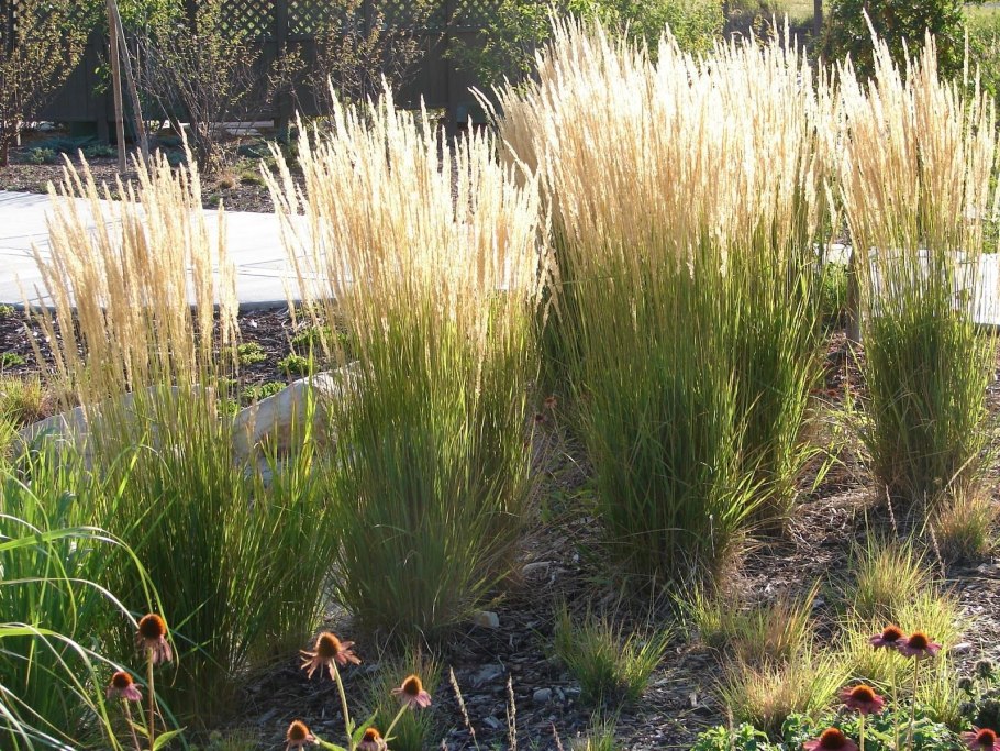 Achnatherum Calamagrostis