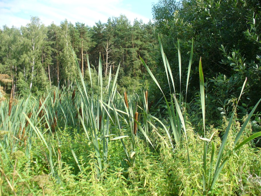 Ковыль тончайший ponytails