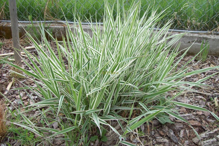 Щучка дернистая