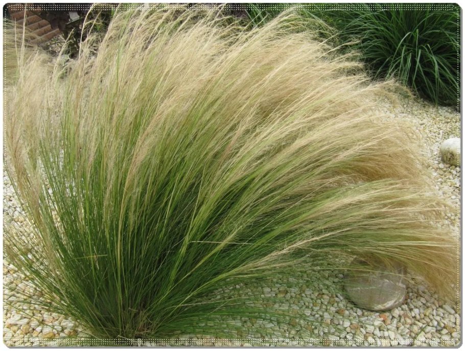 Дешампсия щучка дернистая