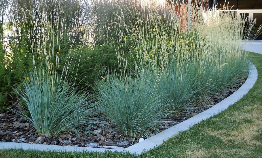 Молиния тростниковая Skyracer