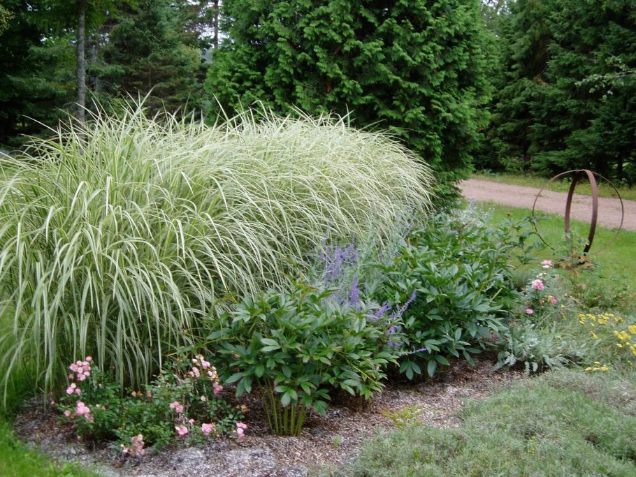 Вербейник монетчатый почвопокровник