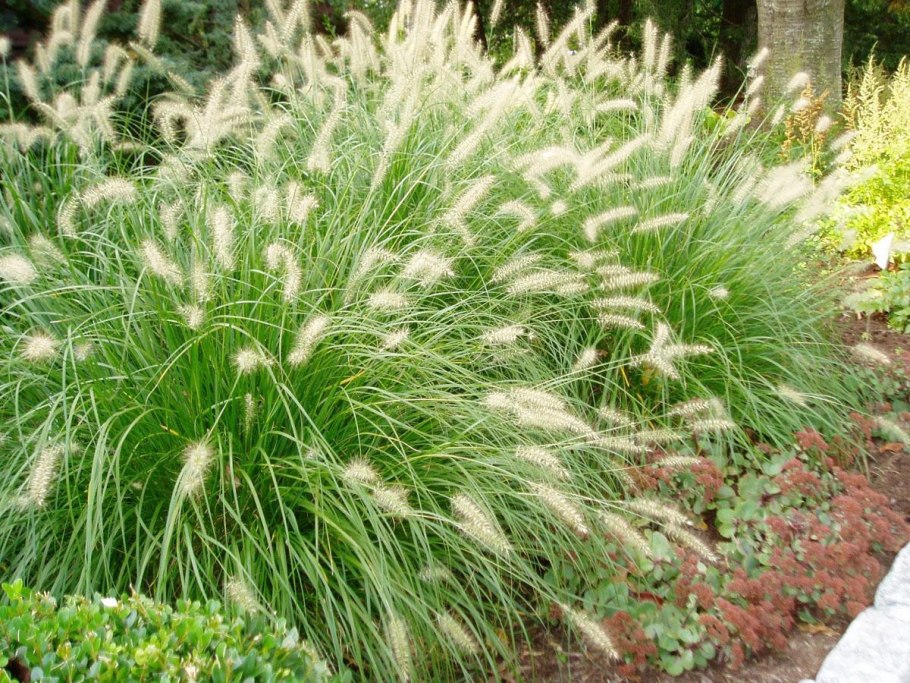 Ковыль тончайший (Stipa tenuissima)